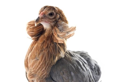 Araucana: The Unique and Hardy Chicken Breed You Need to Know About