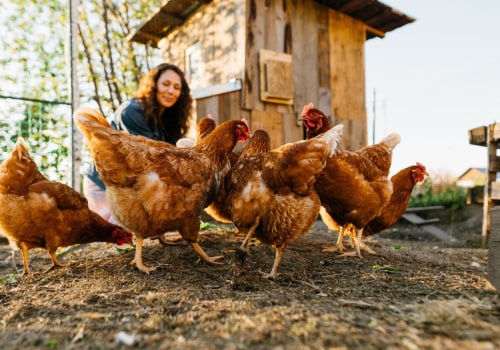 Collecting Eggs and Cleaning the Coop: A Comprehensive Guide to Raising Chickens