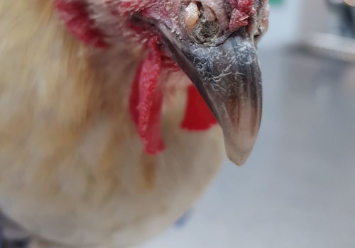 Understanding Respiratory Infections in Chickens