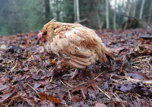 Understanding Coccidiosis in Chickens: A Comprehensive Guide