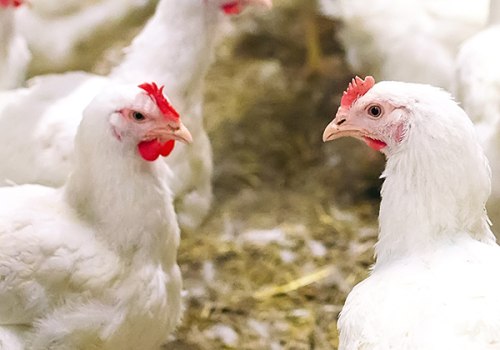 A Comprehensive Look at Biosecurity Measures for Raising Chickens