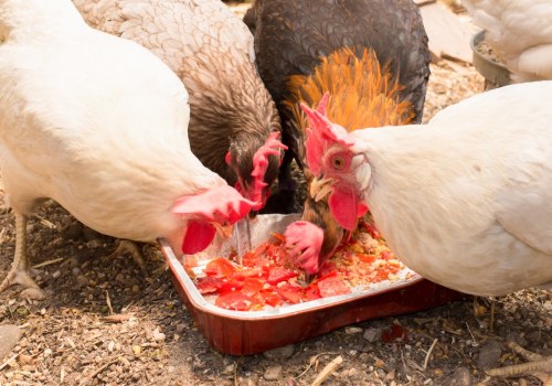 Homemade Chicken Feed Mixtures: A Complete Guide to Raising Healthy Chickens