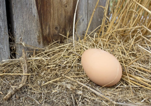 The Egg-cellent World of Chicken Egg Production
