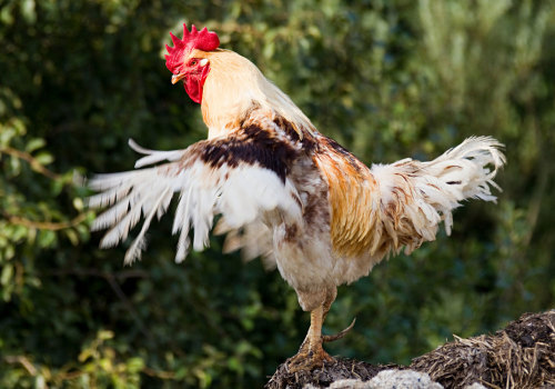 The Truth About Male Chickens: Are They All Roosters?