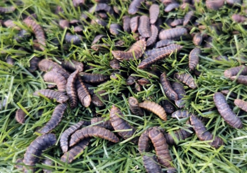 All About Insects and Worms: A Comprehensive Guide to Raising Chickens