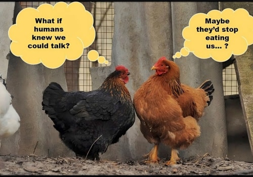 The Fascinating History Behind Why Chickens are Called Chickens