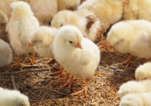 The Importance of Protein and Calcium in a Chicken's Diet