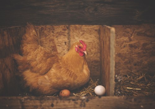 The Surprising Truth About Egg-Laying Ability