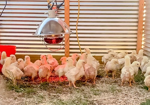 Lighting and Temperature Requirements for Raising Chickens