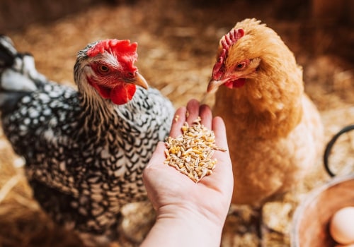 Feeding and Watering Chickens: The Ultimate Guide for Raising Healthy and Happy Chickens