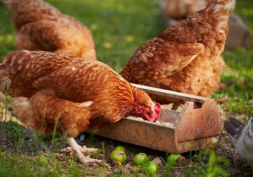 Understanding Broiler Feed for Meat Chickens