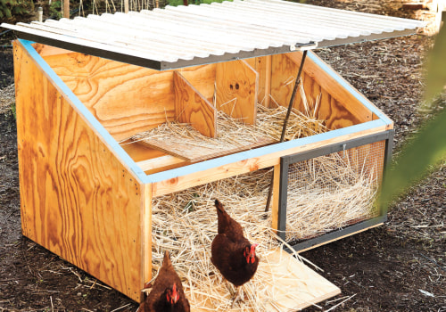 Constructing the Frame and Walls for Your Chicken Coop