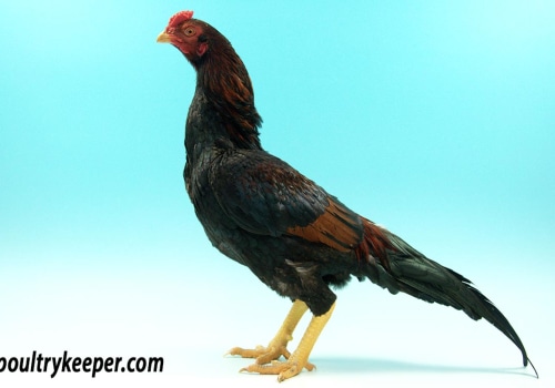 Understanding the Different Temperaments of Chickens