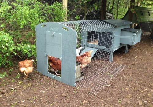 Free-Range vs. Enclosed Coops: Which is Right for You?