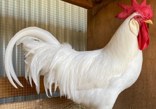 A Comprehensive Look at Leghorn Chickens: Everything You Need to Know